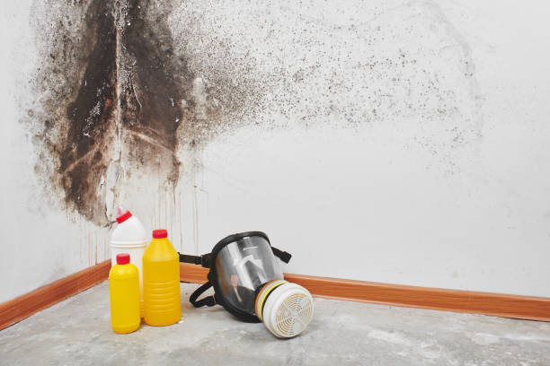 Best Office Mold Removal Services  in Fruitridge Pocket, CA