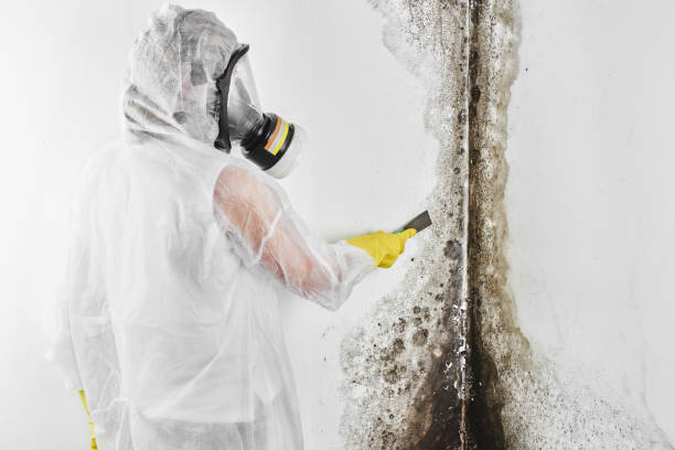 Best Professional Mold Removal  in Fruitridge Pocket, CA