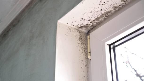 Best Certified Mold Removal  in Fruitridge Pocket, CA