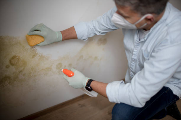 Best Mold Cleaning Services  in Fruitridge Pocket, CA