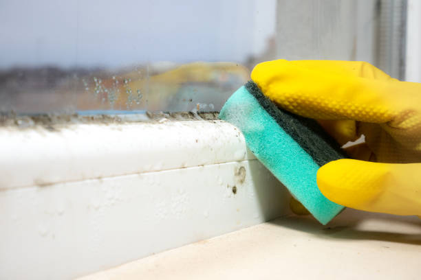 Attic Mold Removal in Fruitridge Pocket, CA