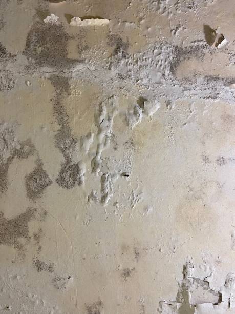 Professional Mold Removal in Fruitridge Pocket, CA