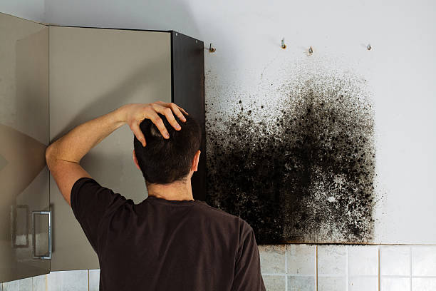 Mold Testing and Removal in Fruitridge Pocket, CA