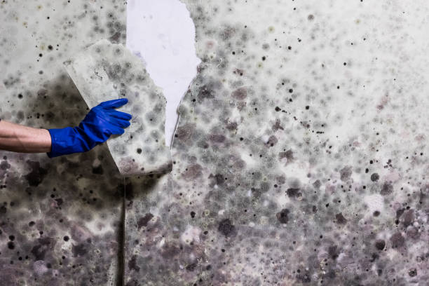 Best Emergency Mold Removal  in Fruitridge Pocket, CA